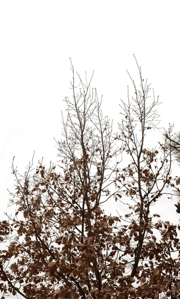 Albero con foglie marroni — Foto Stock