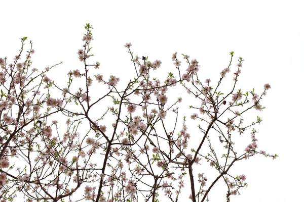 Mandel blommor våren — Stockfoto