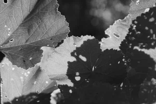 Folhas de malva resumo — Fotografia de Stock