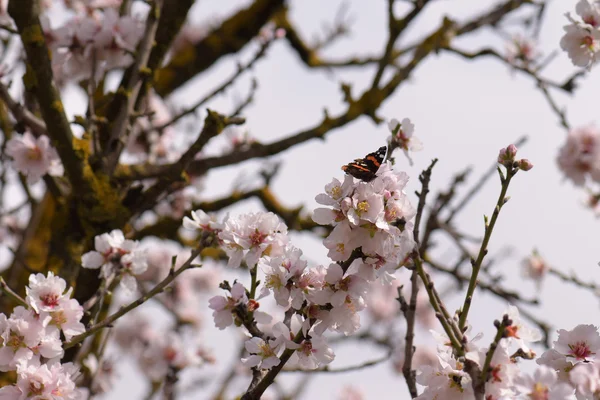 Fjäril våren blommor — Stockfoto