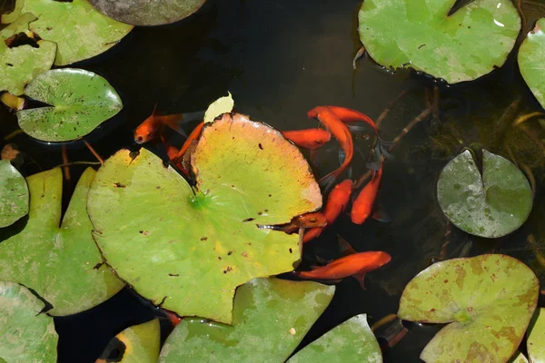 赤い魚の水ユリ池 — ストック写真
