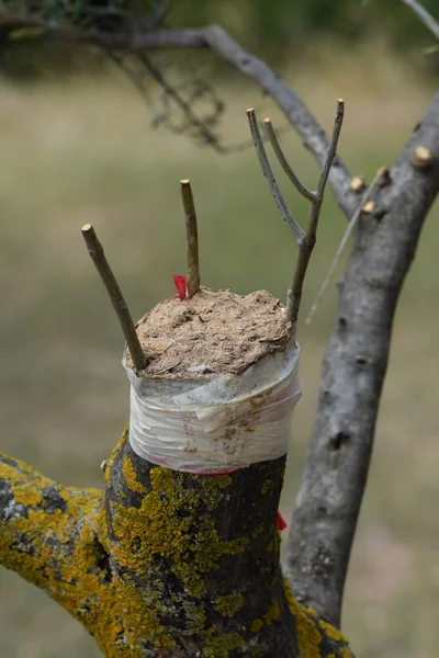 Injerto de olivo — Foto de Stock