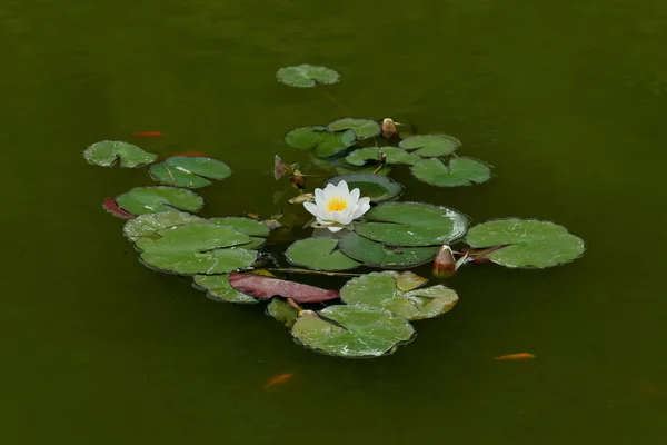 Water lily fish pond — Stock Photo, Image