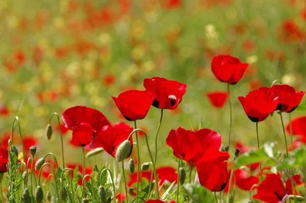 Κόκκινα λουλούδια άνοιξη φύση — Φωτογραφία Αρχείου