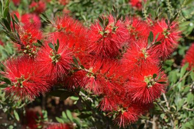 bottlebrush bitki çiçek