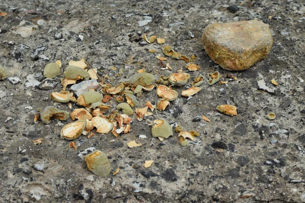 Fresh almond broken shells — Stock Photo, Image