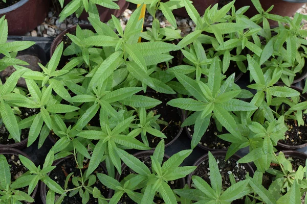 Lemon verbena plant — Stock Photo, Image