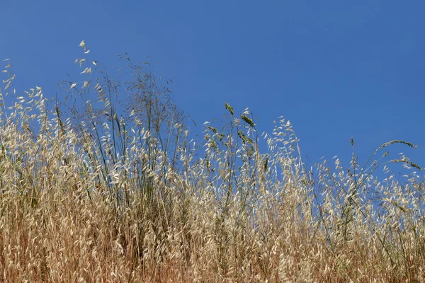 Summer dry plants — Stock Photo, Image