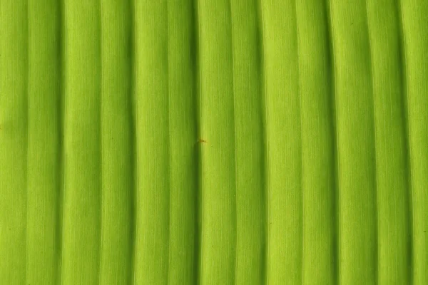 Bananeira folha fundo — Fotografia de Stock