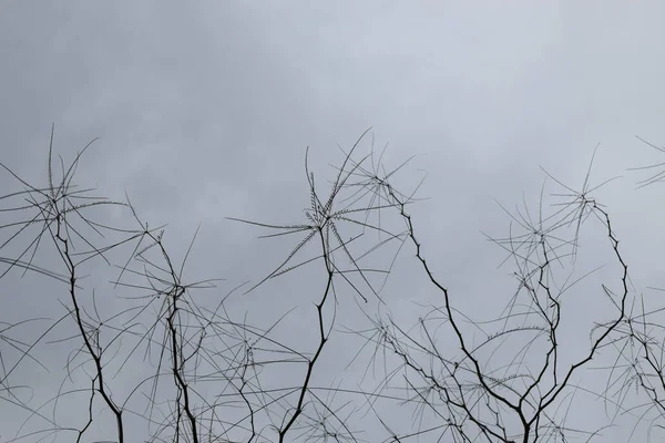 アカシア低木春の灰色の空の下でとげと葉を持つ植物の枝 — ストック写真