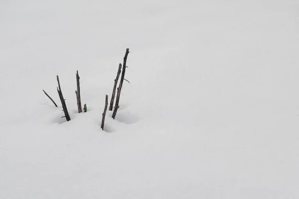 Rami Alberi Rotti Che Sbirciano Tra Neve Inverno Natura Sfondo — Foto Stock