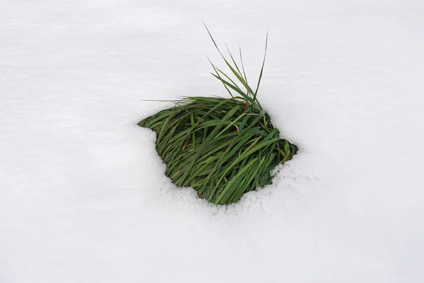 Erba Verde Sotto Neve Sciolta Inverno Trasforma Primavera — Foto Stock