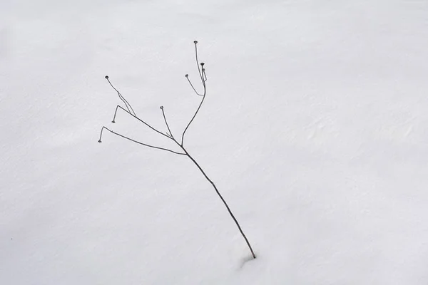 Withered wild flower plant peeking through snow. Winter nature.