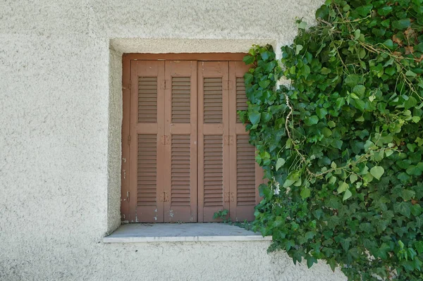 Green Ivy Climbing Vine Plant Growing Wooden Window Shutter Old — Stock Photo, Image