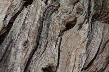 Eski desenli zeytin gövdesi. Ahşap arkaplan soyut doğa.