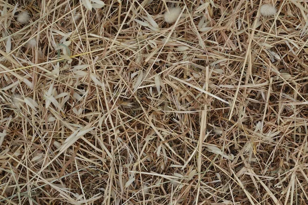 枯枝植物夏季植被背景 燕麦秸秆和干草 — 图库照片