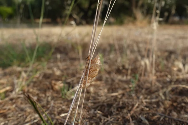 Les Insectes Cicada Jettent Peau Sur Les Brindilles Des Plantes — Photo