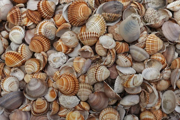 Seashells Colección Mar Verano Naturaleza Fondo — Foto de Stock