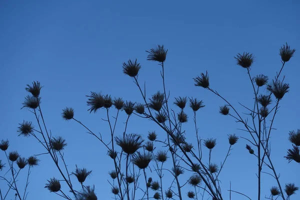 Rośliny Ostu Kwiatami Blue Hour Lato Natura Tło — Zdjęcie stockowe
