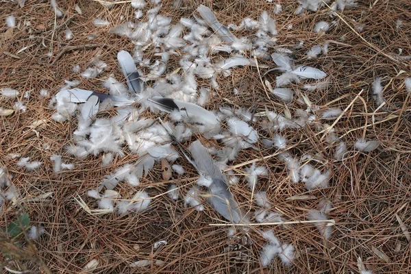 森林里松针上的羽毛 被动物吃掉的鸟 — 图库照片