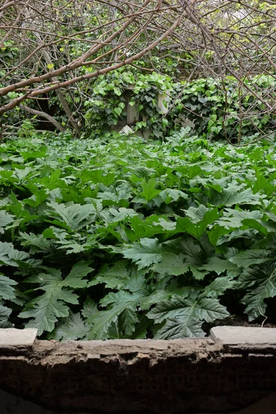 Zarośnięte Rośliny Akanty Dużymi Zielonymi Liśćmi Ogrodzie Opuszczonego Domu — Zdjęcie stockowe