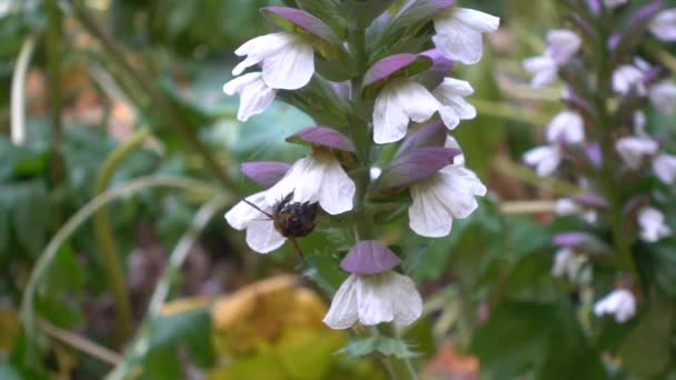 Velká Tesařská Včela Odstraňuje Pavučinu Odlétá Rostliny Acanthus Zpomalený Pohyb — Stock video
