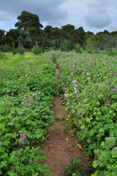 Campo de flores roxas — Fotografia de Stock