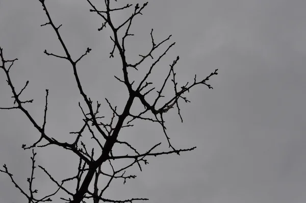 Ramas de árboles cielo gris — Foto de Stock