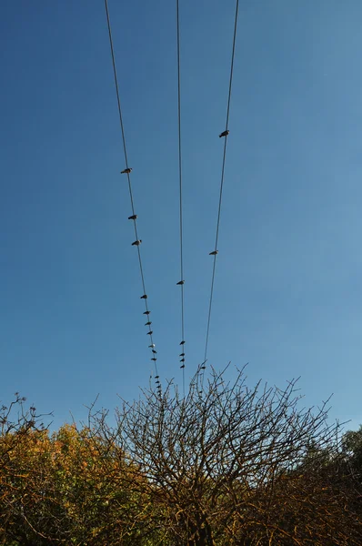 Pigeon birds autumn trees — Stock Photo, Image