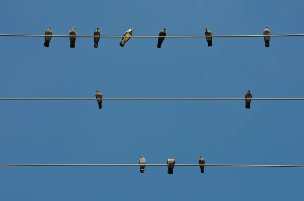 Pombos em um arame — Fotografia de Stock