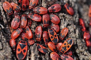 Firebug'ı böcekler