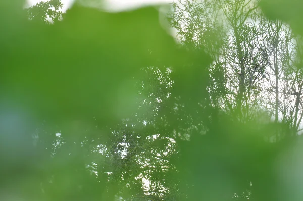 Green branches — Stock Photo, Image