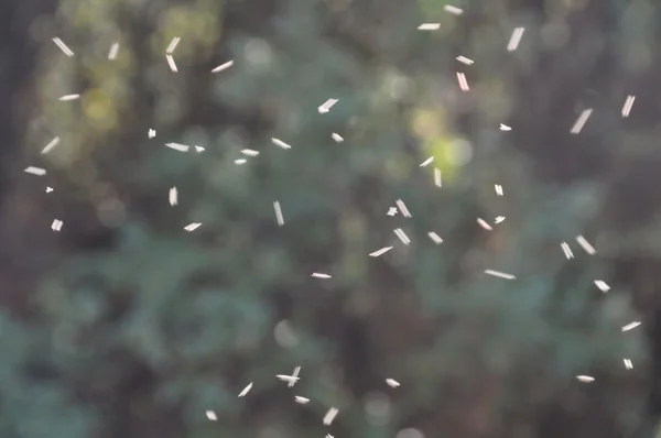 Swarm of flies — Stock Photo, Image
