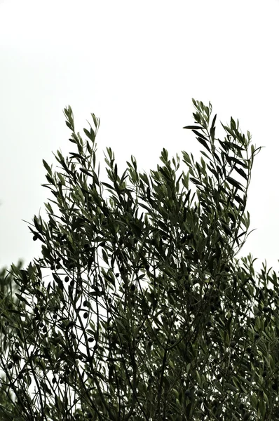 Gałęzie drzewa oliwne — Zdjęcie stockowe