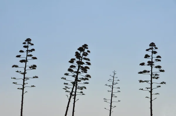 Agave als Jahrhundertpflanze — Stockfoto