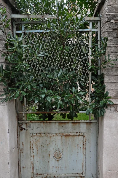 Planta crescendo através da porta enferrujada — Fotografia de Stock