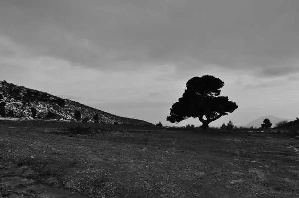 Μοναχικός δέντρο συννεφιασμένο ουρανό — Φωτογραφία Αρχείου