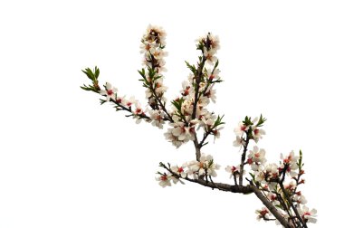pembe çiçekli ağaç dalı