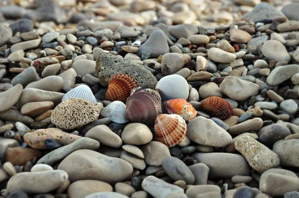 Conchas marinas en la playa rocosa — Foto de Stock