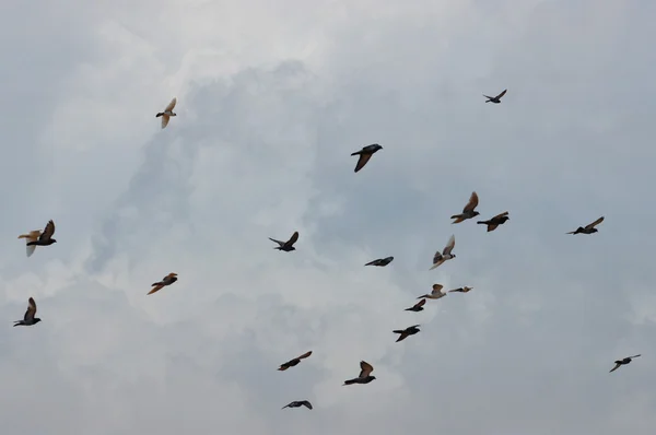 Aves que vuelan bajo el cielo nublado — Foto de Stock