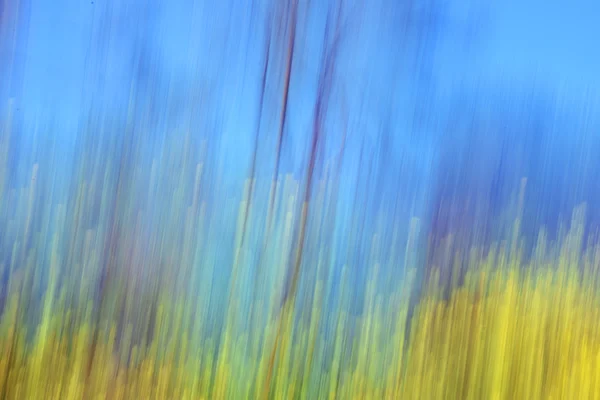 Yellow flowers blur spring landscape — Stock Photo, Image