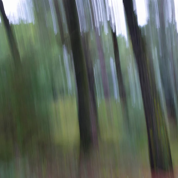 Tree trunks abstract blur — Stock Photo, Image