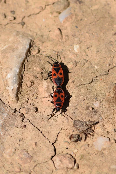 Dos insectos bichos de fuego —  Fotos de Stock