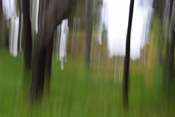 Skogens träd rörelseoskärpa — Stockfoto