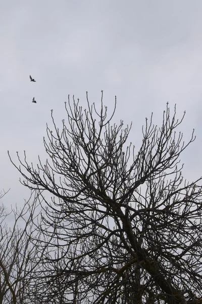 Branches d'arbres oiseaux volants — Photo