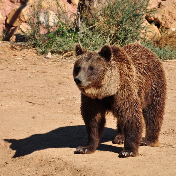 Brown bear animal — Stock Photo, Image
