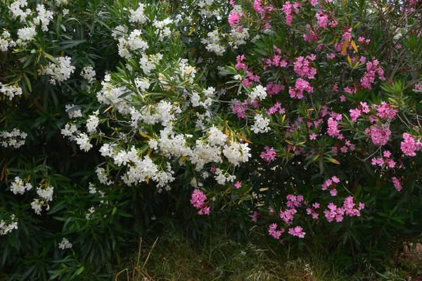 Nerium oleander çalı — Stok fotoğraf