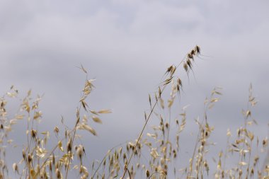 Yulaf saman bitkiler