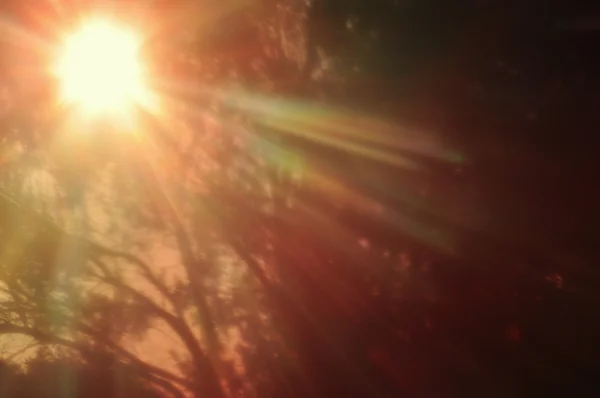 Сонце світить крізь ліс — стокове фото