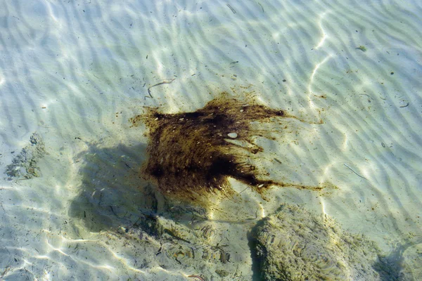 Битумная морская вода — стоковое фото